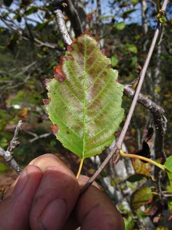  picture  Grauwe_els |Alnus_incana