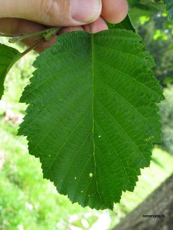  picture  Grauwe_els |Alnus_incana