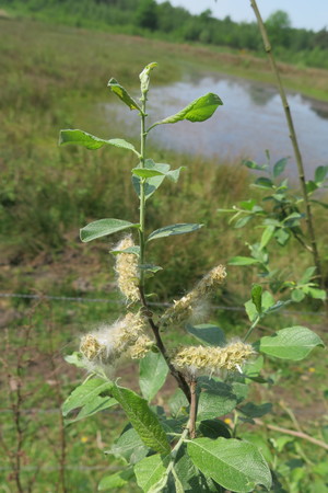  picture  Grauwe_wilg |Salix_cinerea