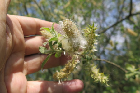  picture  Grauwe_wilg |Salix_cinerea