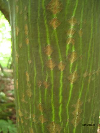  picture  Grijze_slangenbast_esdoorn |Acer_rufinerve