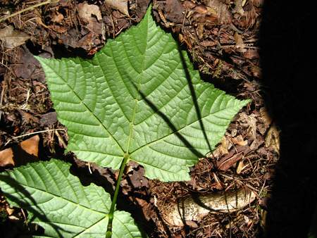  picture  Grijze_slangenbast_esdoorn |Acer_rufinerve