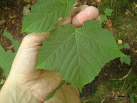  picture  Grijze_slangenbast_esdoorn |Acer_rufinerve