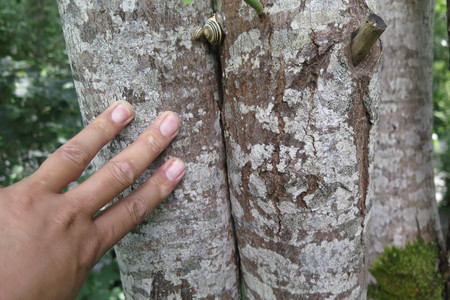  picture  Grijze_wilg |Salix_elaeagnos