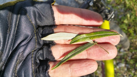  picture  Grijze_wilg |Salix_elaeagnos