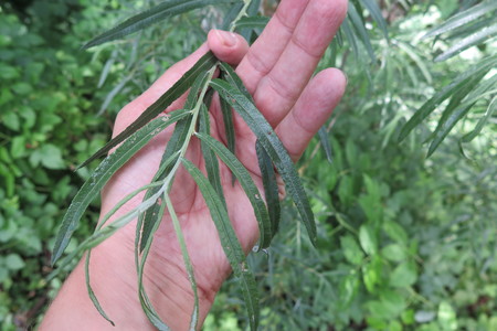  picture  Grijze_wilg |Salix_elaeagnos