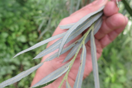  picture  Grijze_wilg |Salix_elaeagnos