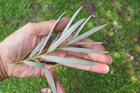  picture  Grijze_wilg |Salix_elaeagnos