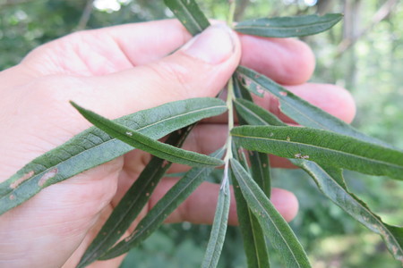  picture  Grijze_wilg |Salix_elaeagnos