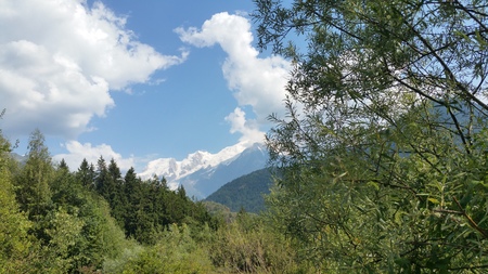  picture  Grijze_wilg |Salix_elaeagnos