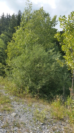  picture  Grijze_wilg |Salix_elaeagnos