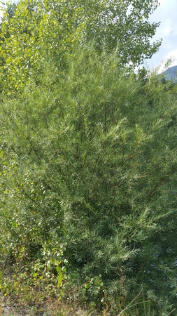  picture  Grijze_wilg |Salix_elaeagnos