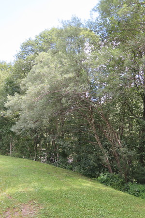  picture  Grijze_wilg |Salix_elaeagnos