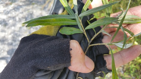  picture  Grijze_wilg |Salix_elaeagnos