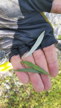  picture  Grijze_wilg |Salix_elaeagnos