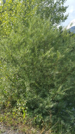  picture  Grijze_wilg |Salix_elaeagnos