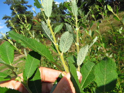  picture  Grijze_wilg |Salix_elaeagnos