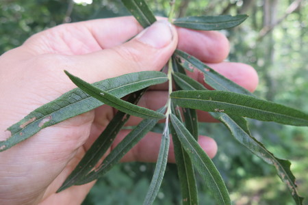  picture  Grijze_wilg |Salix_elaeagnos