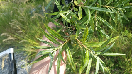  picture  Grijze_wilg |Salix_elaeagnos