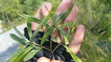  picture  Grijze_wilg |Salix_elaeagnos