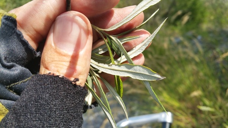  picture  Grijze_wilg |Salix_elaeagnos