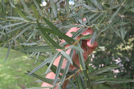  picture  Grijze_wilg |Salix_elaeagnos