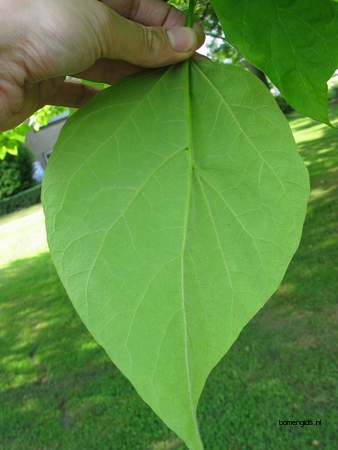  picture  Grootbloemige_trompetboom |Catalpa_speciosa