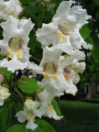  picture  Grootbloemige_trompetboom |Catalpa_speciosa