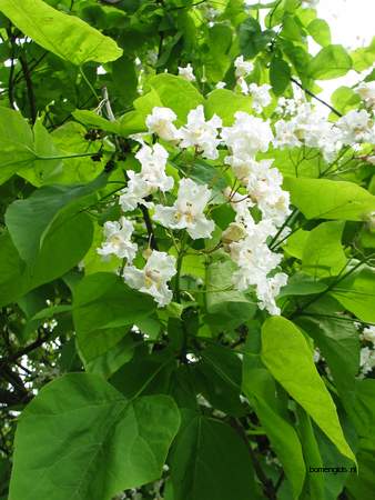  picture  Grootbloemige_trompetboom |Catalpa_speciosa