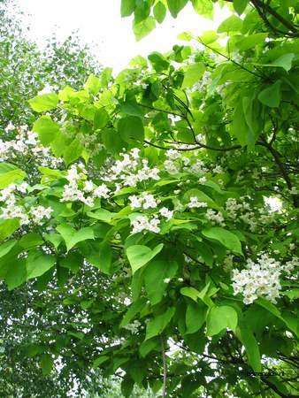  picture  Grootbloemige_trompetboom |Catalpa_speciosa