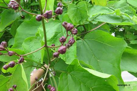  picture  Grootbloemige_trompetboom |Catalpa_speciosa