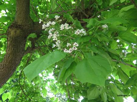  picture  Grootbloemige_trompetboom |Catalpa_speciosa