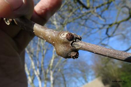  picture  Grootbloemige_trompetboom |Catalpa_speciosa