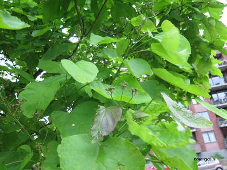  picture  Grootbloemige_trompetboom |Catalpa_speciosa