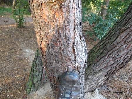  picture  Grove_den |Pinus_sylvestris