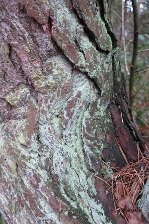  picture  Grove_den |Pinus_sylvestris