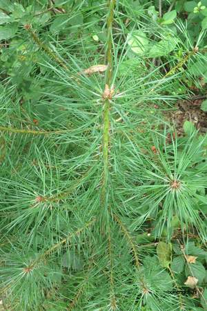  picture  Grove_den |Pinus_sylvestris