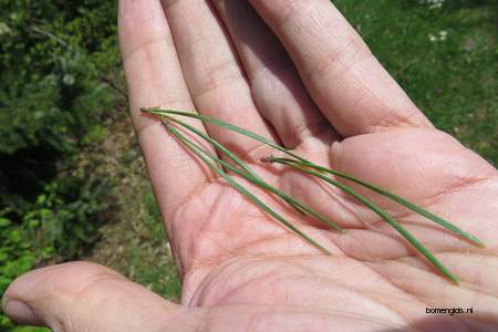  picture  Grove_den |Pinus_sylvestris