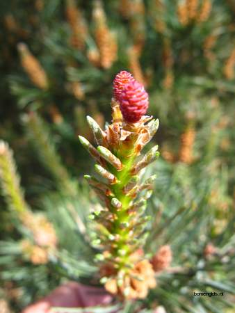  picture  Grove_den |Pinus_sylvestris
