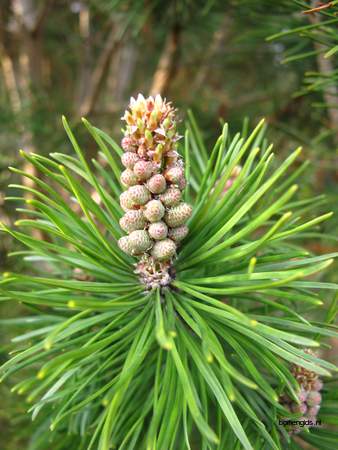  picture  Grove_den |Pinus_sylvestris