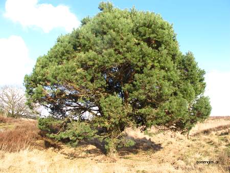  picture  Grove_den |Pinus_sylvestris