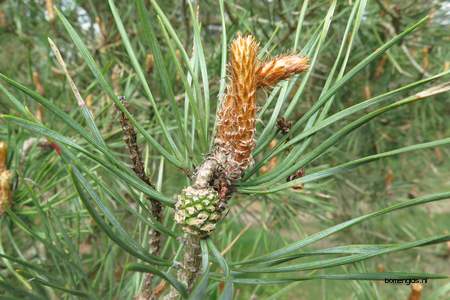  picture  Grove_den |Pinus_sylvestris