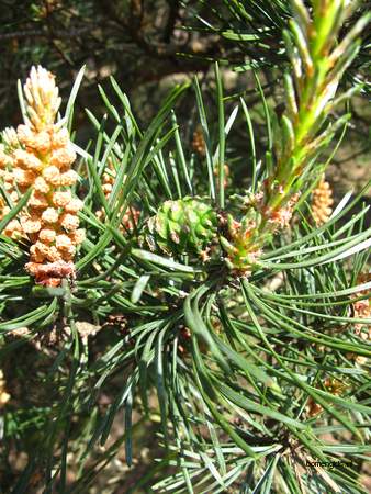  picture  Grove_den |Pinus_sylvestris