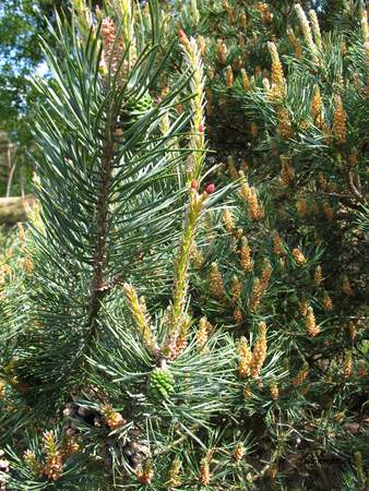  picture  Grove_den |Pinus_sylvestris