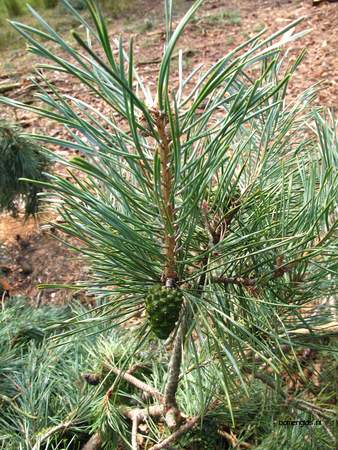  picture  Grove_den |Pinus_sylvestris