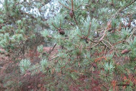  picture  Grove_den |Pinus_sylvestris