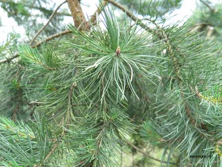  picture  Grove_den |Pinus_sylvestris