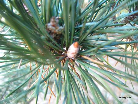  picture  Grove_den |Pinus_sylvestris