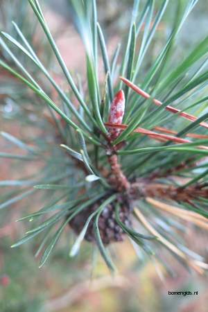  picture  Grove_den |Pinus_sylvestris