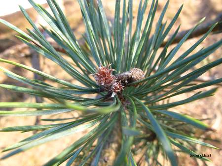  picture  Grove_den |Pinus_sylvestris